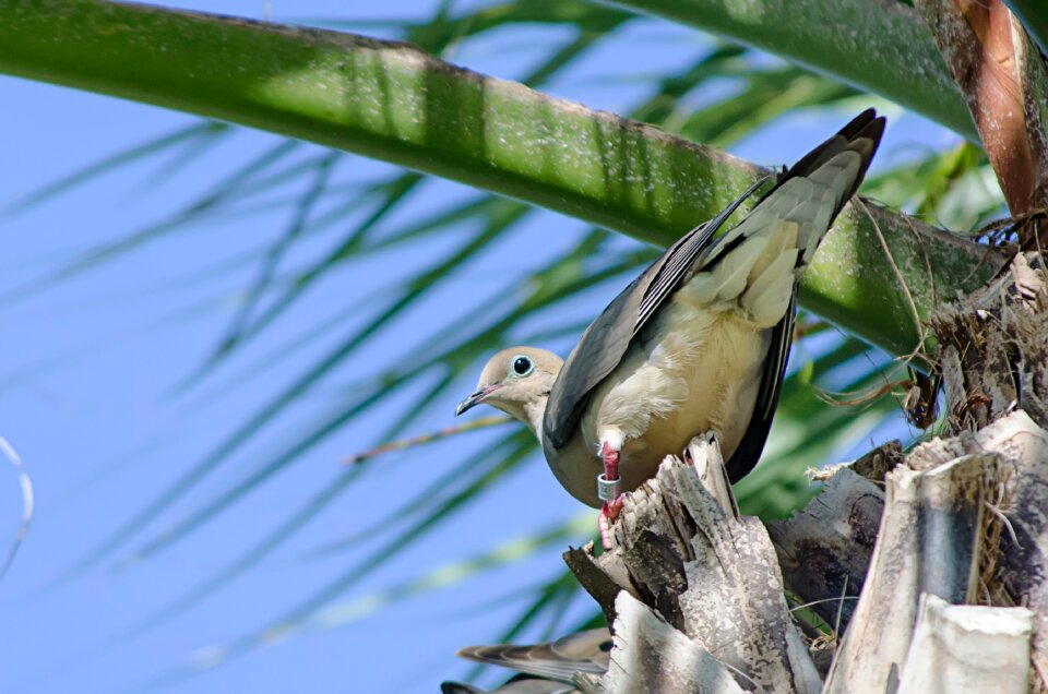 Free stock photo of blue sky, pigeon