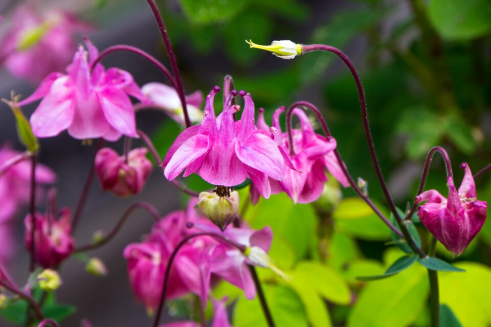 Free stock photo of flower, lily, macro