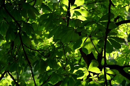 Free stock photo from Tookapic