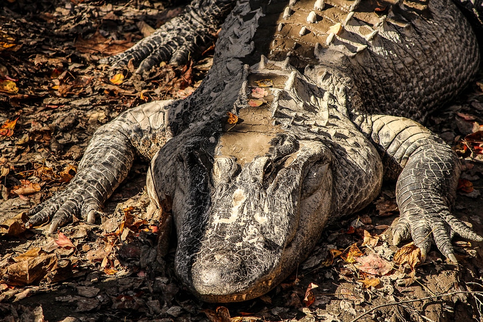 Reptile amphibian animal