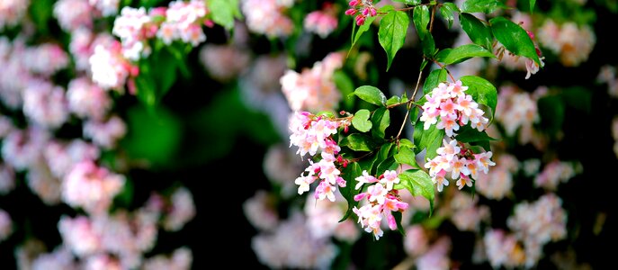 White and Pink Flower