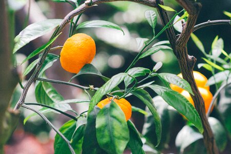 Round Orange Fruit Focus Photography