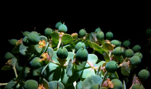 Free stock photo of green, night, plant photo