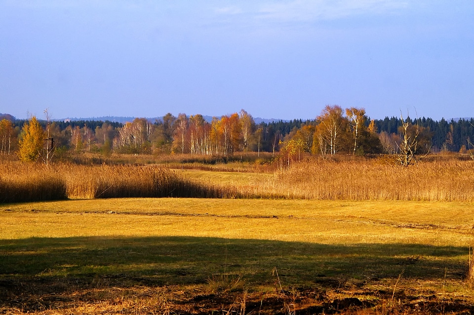 Fields forest trees