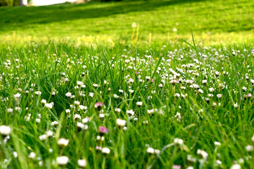Free stock photo of daisy, field, flora