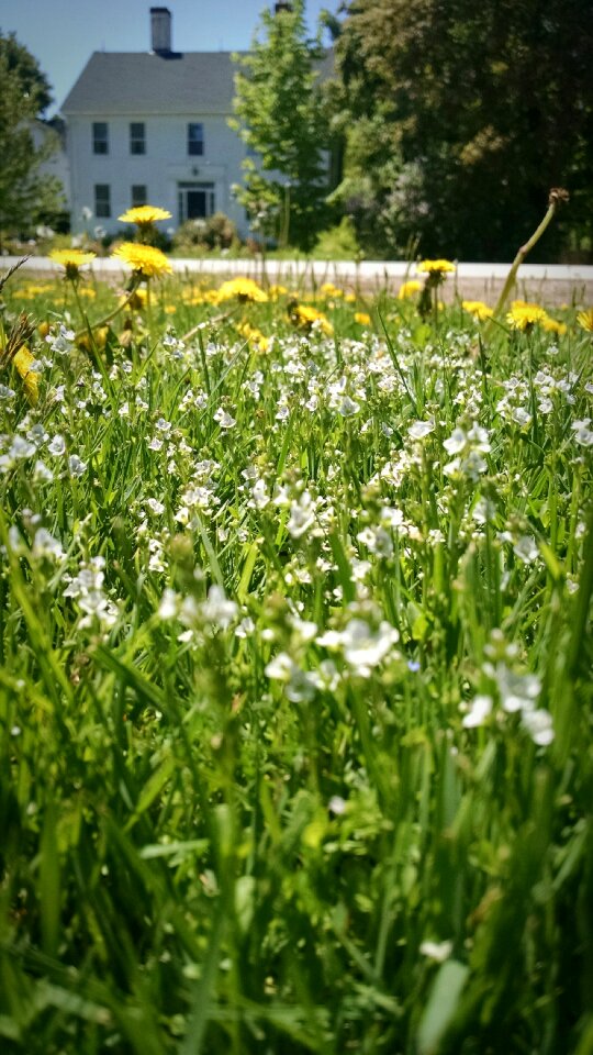 Free stock photo of dandelions, flower, grass