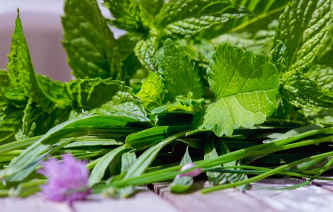 Free stock photo of chives, lemon balm, mint