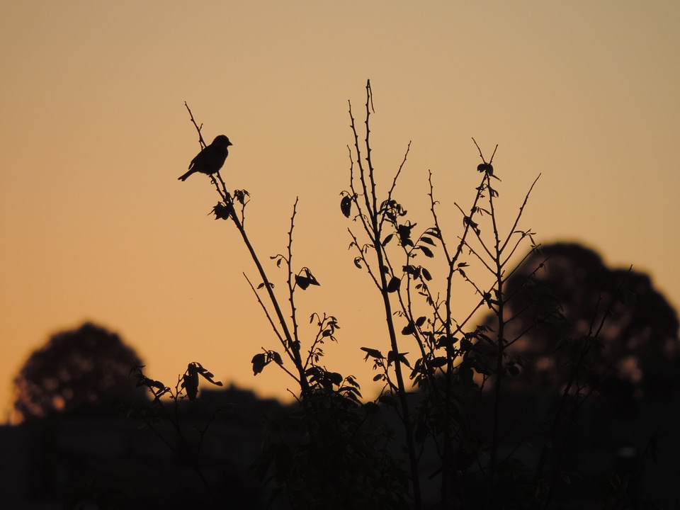 Birds eventide twilight