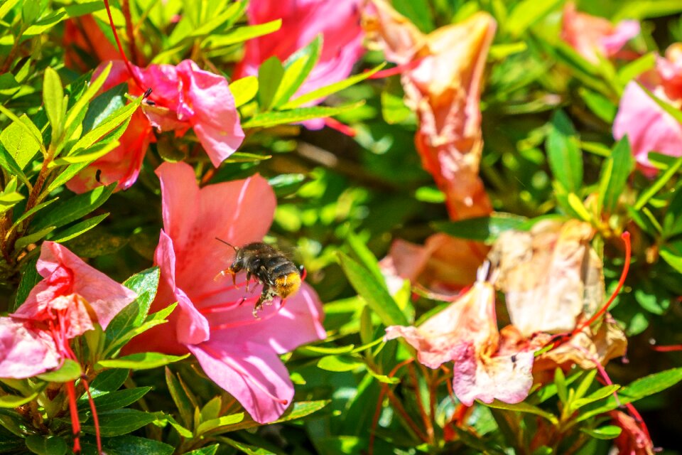 Free stock photo of bees, flower, insect