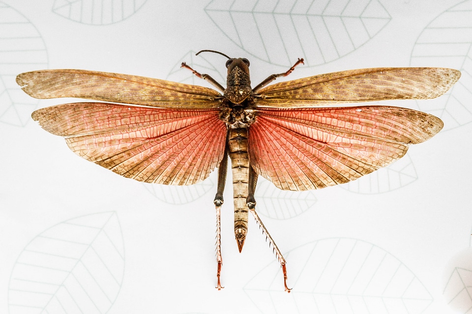 Wings diversity orange