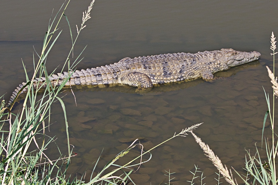 Reptile amphibian wildlife