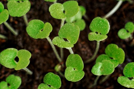 Free stock photo of herbs, plants
