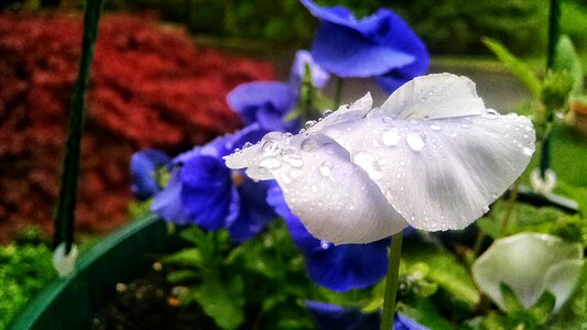 Free stock photo of droplets, flower, green