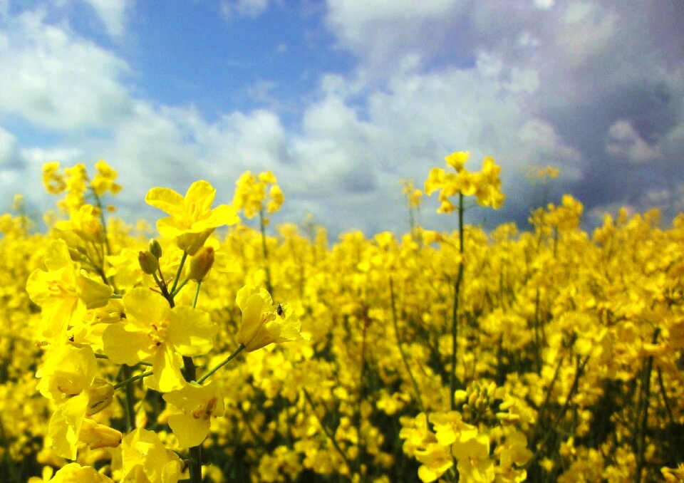 Free stock photo of clouds, flowers, rape