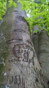Free stock photo of carving, dog, growth