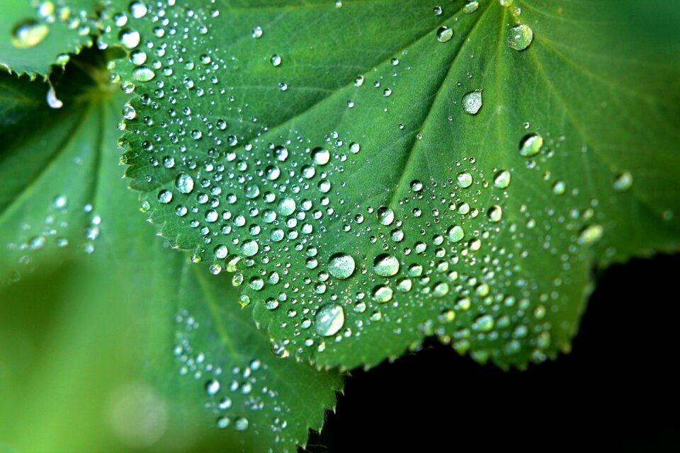 Free stock photo of dew, drop, droplet