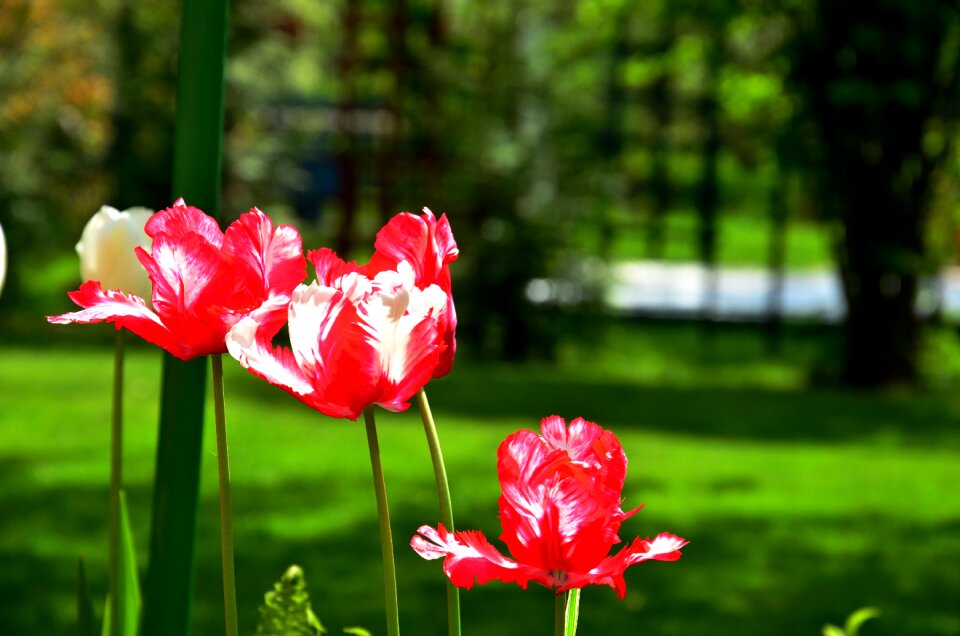 Free stock photo from Tookapic