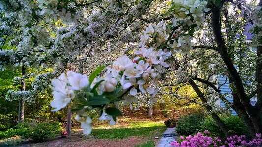 Free stock photo of buds, flowers, tree photo