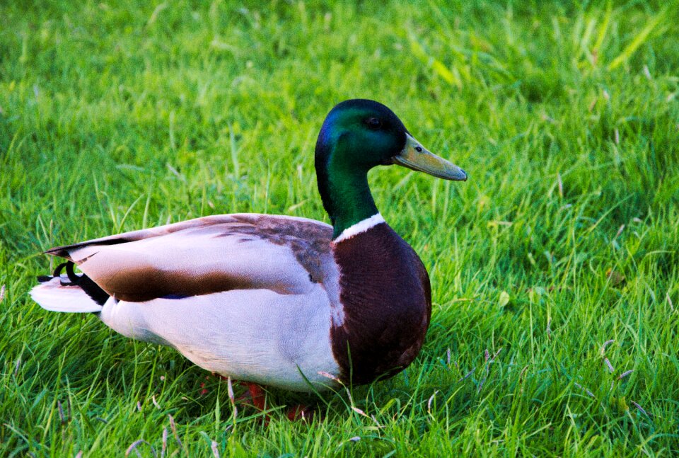 Free stock photo from Tookapic