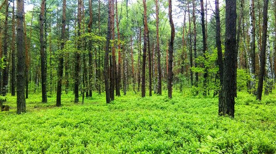 Free stock photo of forest, green, tree