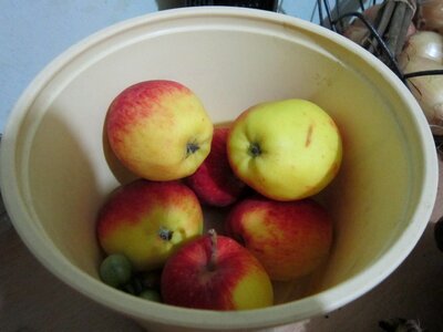 Free stock photo of apple, fruits photo