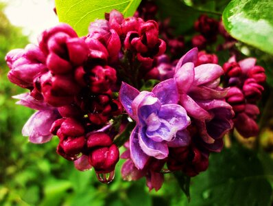 Free stock photo of drops, flowers, lilacs
