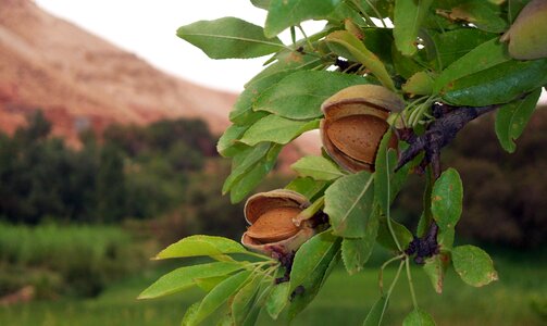 Free stock photo of almonds, fruit, morocco photo