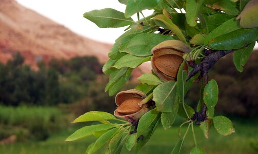 Free stock photo of almonds, fruit, morocco
