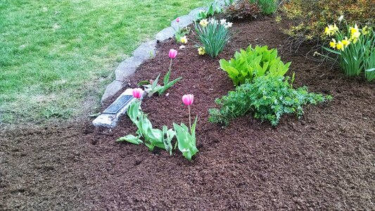 Free stock photo of flowers, mulch, sun