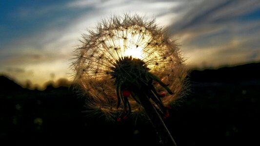 Free stock photo of bloom, blossom, dandelion photo