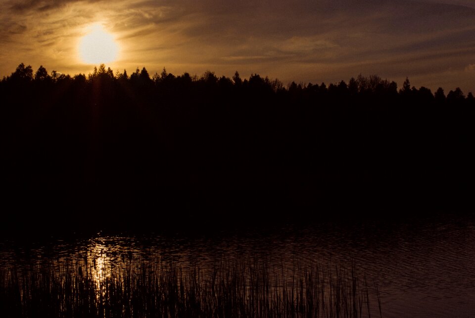 Free stock photo of forrest, jelonki, sunset