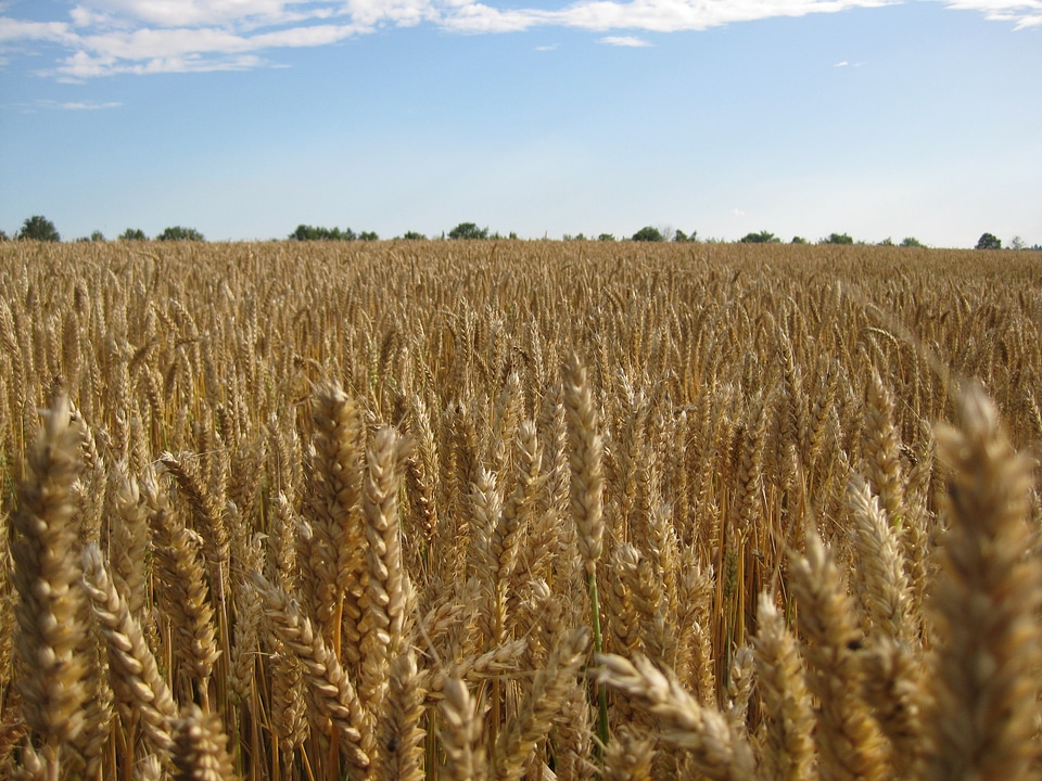 Agriculture gold grain