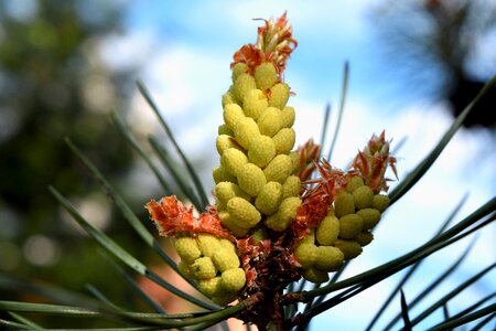 Free stock photo of pine cone, szyszka photo