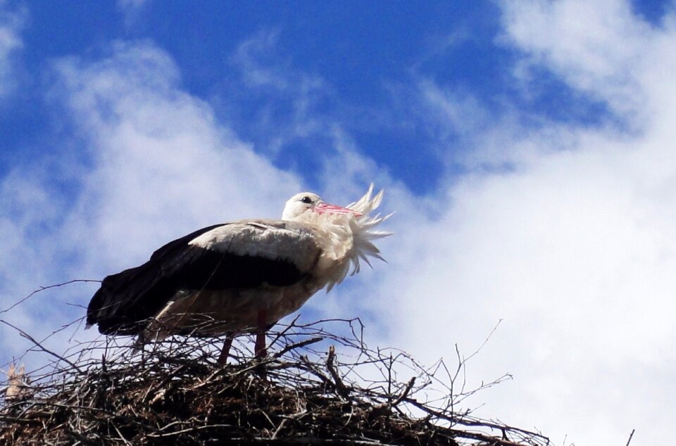 Free stock photo of feathers, nest, stork
