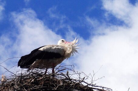 Free stock photo of feathers, nest, stork photo