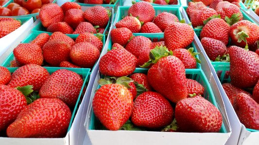 Free stock photo of food, strawberries photo
