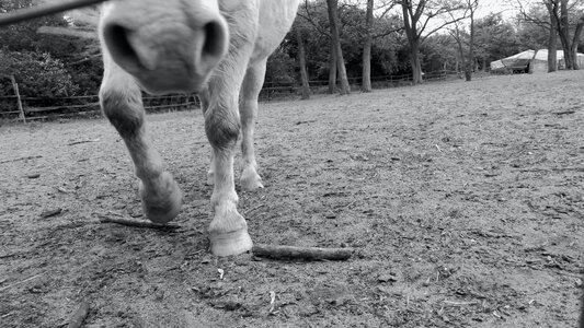 Free stock photo of animals, horse photo