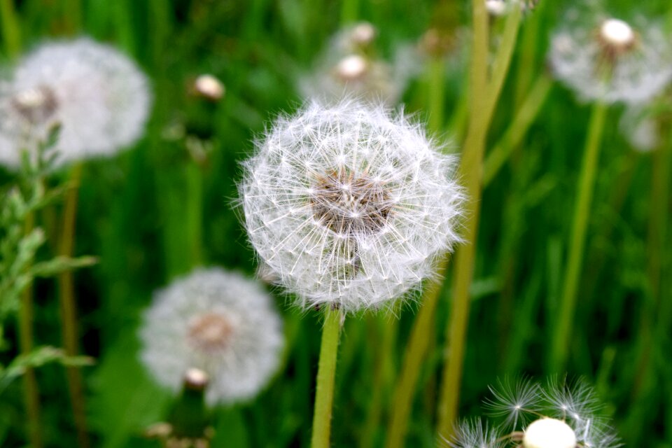 Free stock photo of blooming, blossom, blur