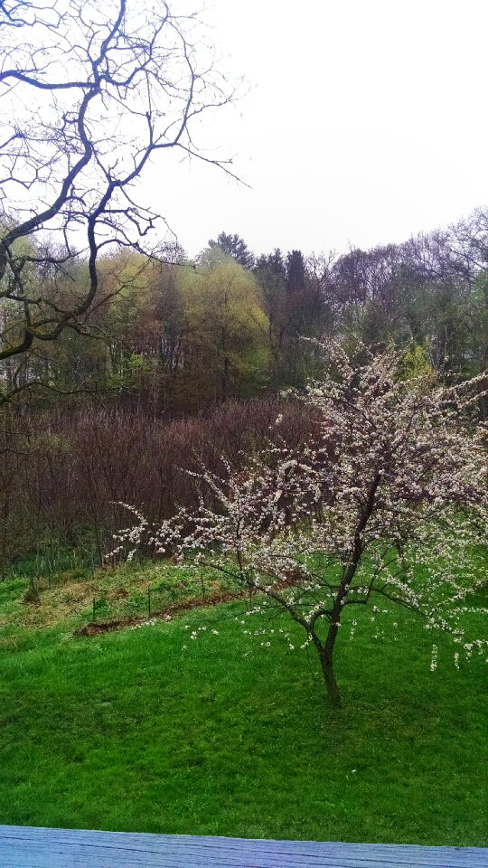 Free stock photo of rain, tree, wet
