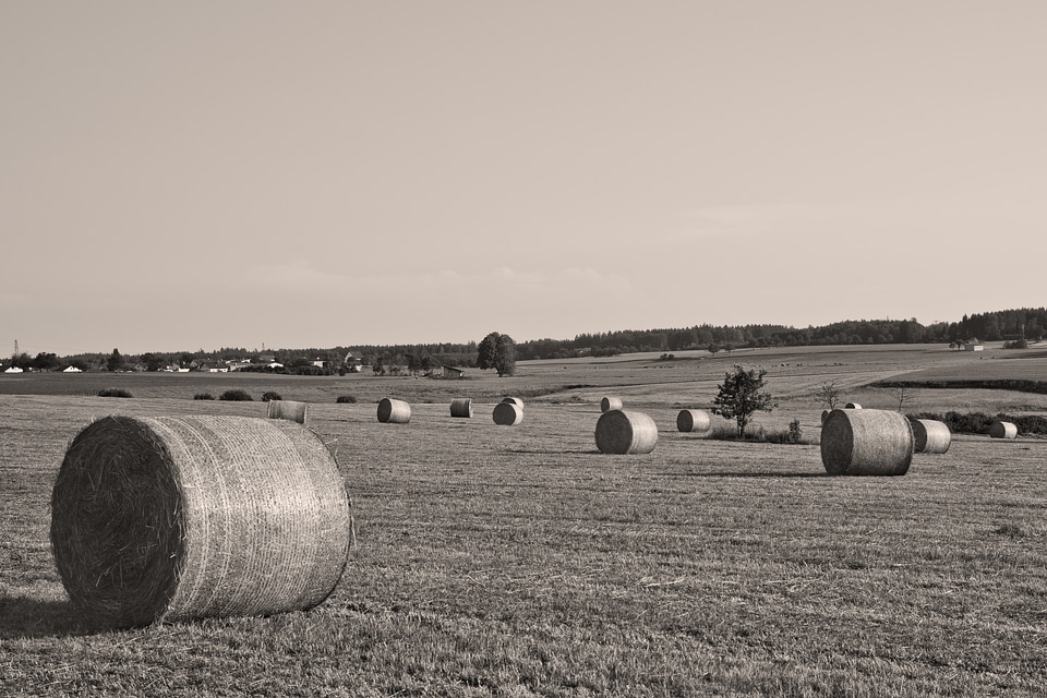 Agriculture straw bales field