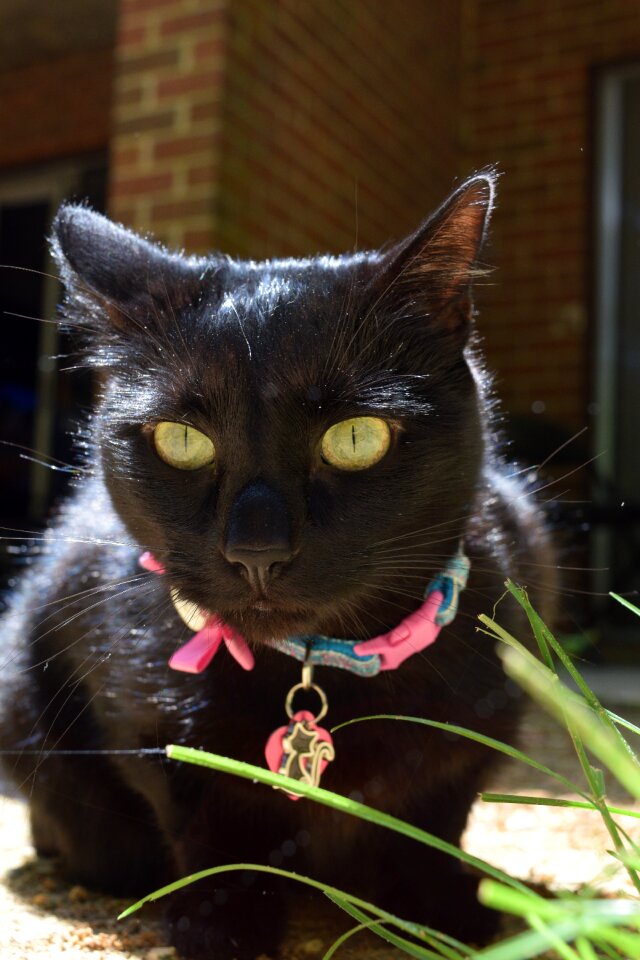 Free stock photo of black, cats, d3300