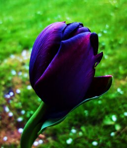 Free stock photo of flower, grass, tulip