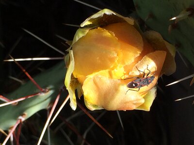 Free stock photo of bug, cactus, flower