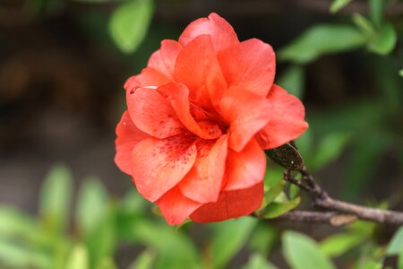 Red Flower