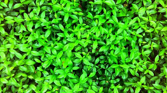 Free stock photo of carpet, green, plants photo