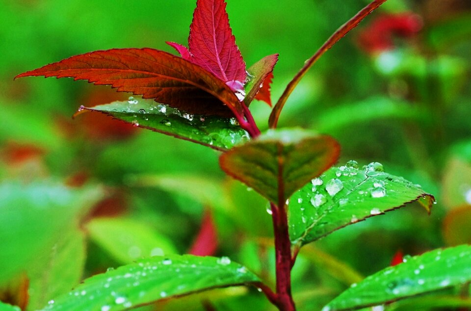 Free stock photo of drops, rain