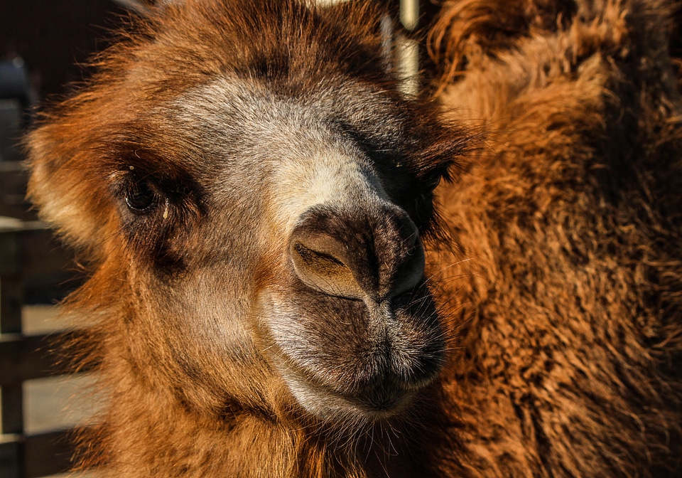 Central asia two humps beast of burden