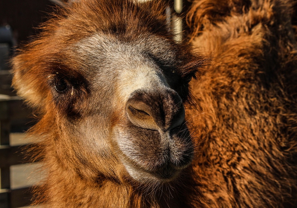 Central asia two humps beast of burden photo