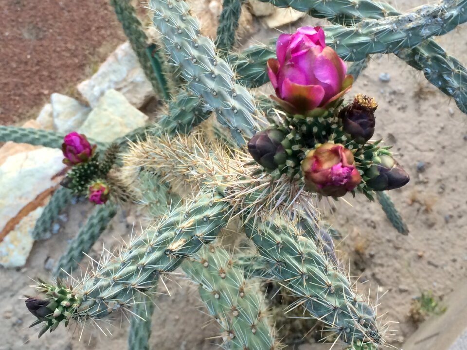 Free stock photo of cactus, cholla, flowers