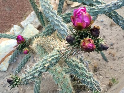 Free stock photo of cactus, cholla, flowers photo